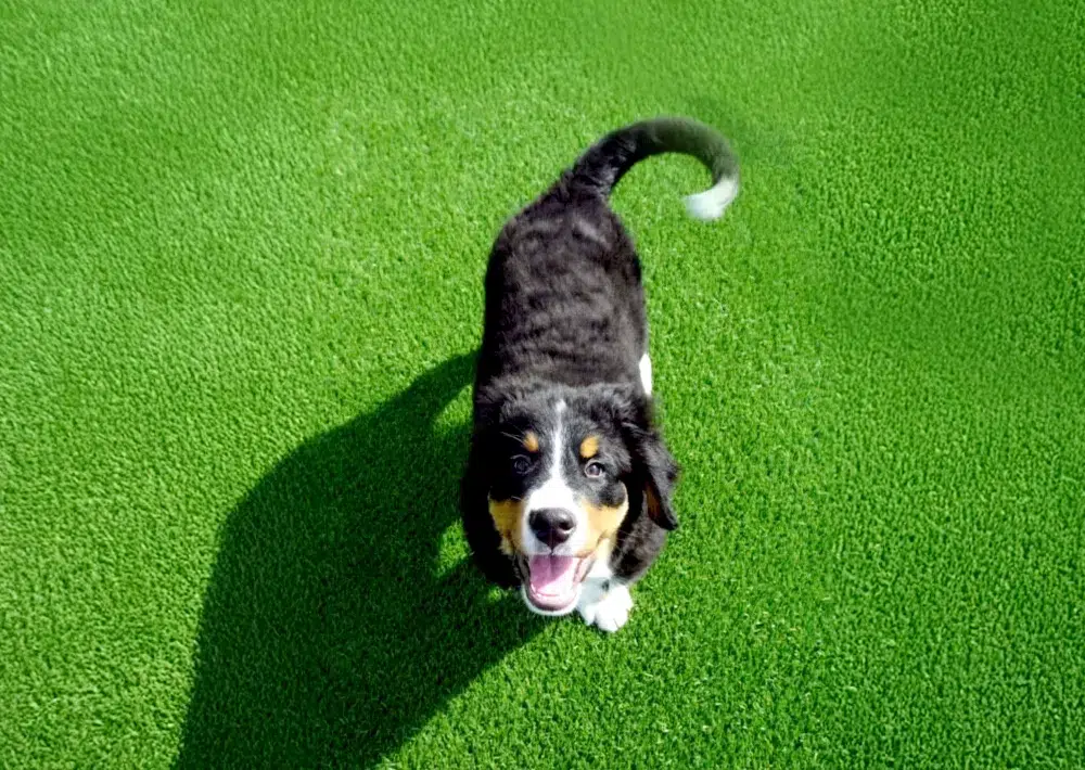 Lawns for pet lovers.